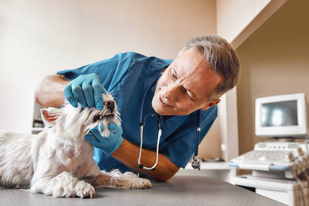 Best Emergency Dentist for Knocked-Out Tooth in Weldon, NC